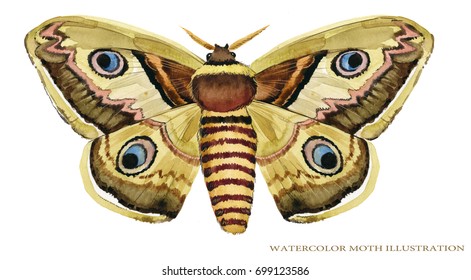 Watercolor Moth Illustration. Night Butterfly. 