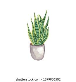 Watercolor  Mother In Law Tongue Plant Illustration Isolated On White.  Botanical Illustration. Home Potted Plant. Nature Trend. Hand Drawn Hand Painted Watercolor Clipart. House Snake Plant In Pot. 