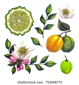 
Watercolor natural sketch of inflorescence and bergamot fruit