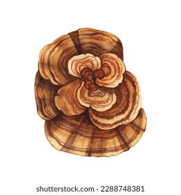 Watercolor natural trametes versicolor mushroom  the turkey tail  Hand  drawn illustration isolated white background  Perfect concept for healthy chinese medicine popular superfood  design packing 