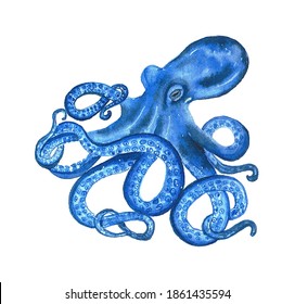 Watercolor octopus in blue color. Hand drawn illustration on the white background.