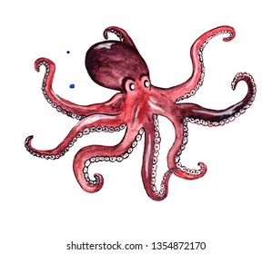 watercolor octopus on white background