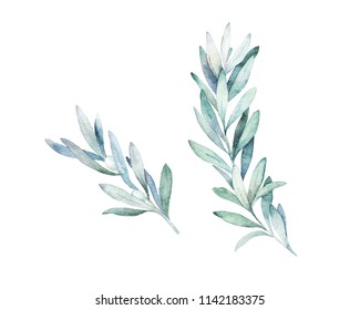 Watercolor olive branch. Hand drawn winter illustration