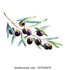 Watercolor Olive Branch On White Background