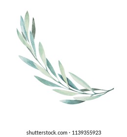 Watercolor olive branch. Sketch of olive branch on white background