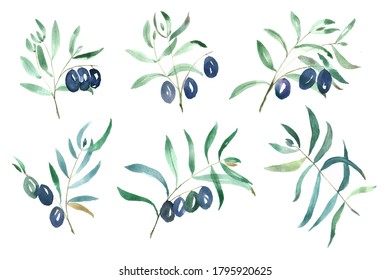 Watercolor olive branches on white background