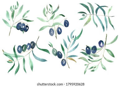 Watercolor olive branches on white background