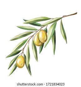 Watercolor Olive Fruits. Branch, Leaves. Isolated On White Background. Hand Paint Design Element