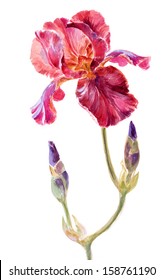 Watercolor on white: iris cultivar "Vitafire"
