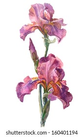 Watercolor on white: Iris cultivar Crispette