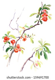 Watercolor on white: Japanese quince blossoms 