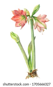 Watercolor on white: Peach hippeastrum (amaryllis)