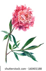 Watercolor on white: peony flower