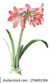 Watercolor on white: Pink hippeastrum (amaryllis)