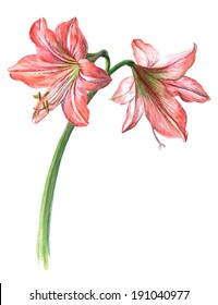 Watercolor on white: pink hippeastrum (amaryllis)
