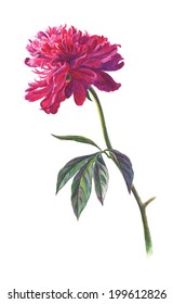 Watercolor on white: Purple peony flower