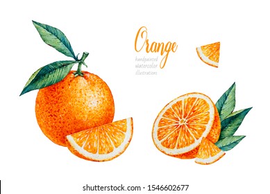 Watercolor Orange. Watercolor Botanical Illustration. Citrus Fruit. Orange Set. Slices Of Orange