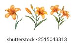 Watercolor orange daylily. Illustration clipart isolated on white background.