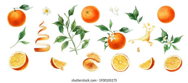 Watercolor orange fruits. Citrus set with half and slices. Isolated on white background. Hand painted,  botanical painting perfect for kitchen design, cards, poster, textile, menu - Powered by Shutterstock