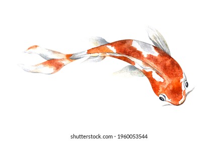 金魚 水彩 イラスト の画像 写真素材 ベクター画像 Shutterstock