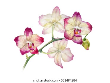 Watercolor Orchid