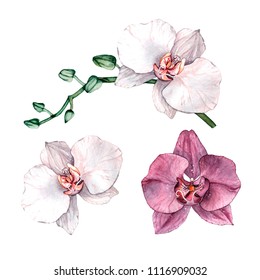 Watercolor orchid branch, hand drawn floral illustration isolated on a white background. Tripical flower illustration