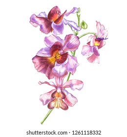 Watercolor Orchid Branch, Hand Drawn Floral Illustration Isolated On A White Background. Flora Watercolor Illustration, Botanical Painting, Hand Drawing.