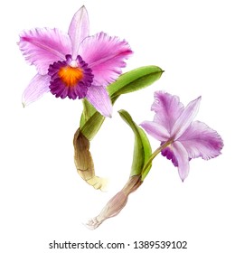 Watercolor orchid branch, hand drawn floral illustration isolated on a white background.