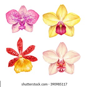 watercolor orchid flowers isolated on white background. Floral illustration, tropical clip art