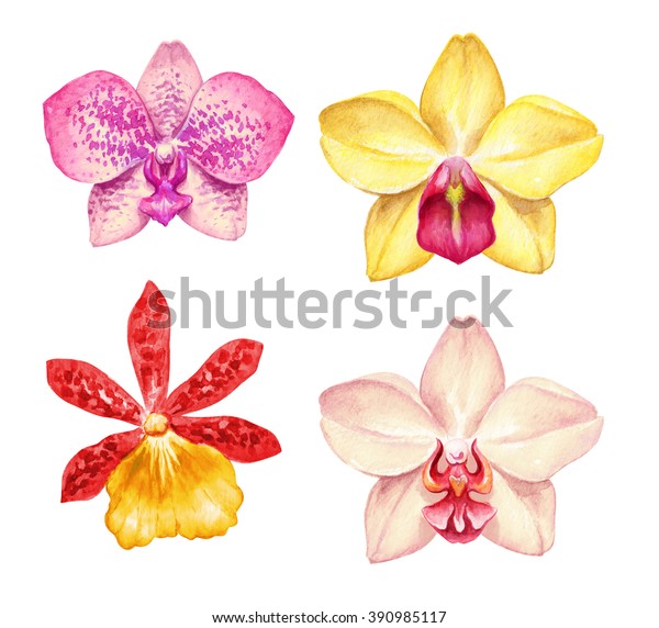 白い背景に水色の蘭の花 熱帯のクリップアート 花柄のイラスト のイラスト素材