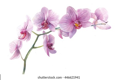 Watercolor orchid. Hand drawn branch with pink flowers isolated on white background. Realistic botanical illustration. Floral art 