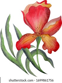 Watercolor Orchid, red tropical flower, white background, isoleted       