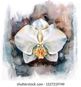Watercolor orchids. Illustration for your design.
