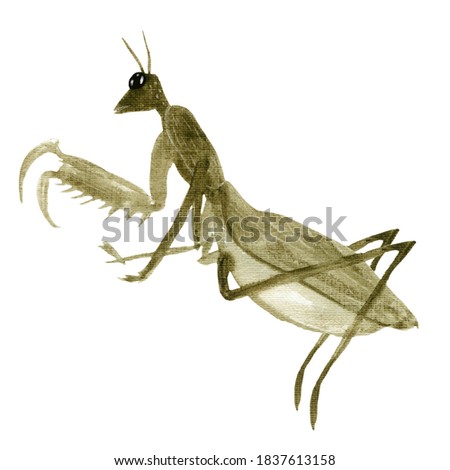 Watercolor oriental vintage mantis elements. Japanese insect. For design of cards, logo, packaging, fabrics, prints, posters.
