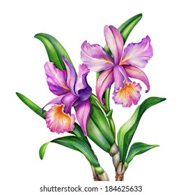 watercolor original painting of pink and purple Cattleya orchids and green leaves, botanic illustration 