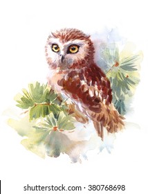 Watercolor Owl Sitting on the Fir Branch Hand Painted Wild Bird Illustration isolated on white background