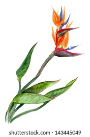 Watercolor painted Bird of Paradise with leaves