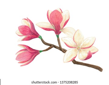 Floral Watercolor Illustration Stock Illustration 123868051