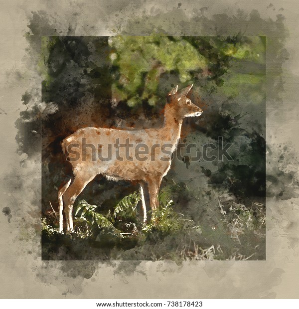 doe watercolor