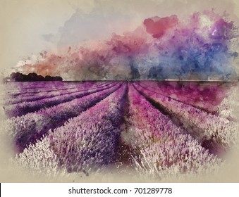 Lavender Fields Watercolor Hd Stock Images Shutterstock