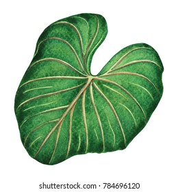 Watercolor Painting Big Green Leaves,palm Leaf Isolated On White Background.Watercolor Elephant Ear Leaf,illustration Tropical Exotic Leaf For Wallpaper Vintage Hawaii Style Pattern.With Clipping Path