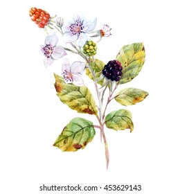 Watercolor Painting Blackberry Branch Berries Flowers Stock ...