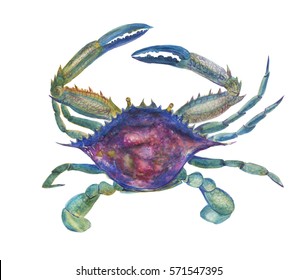 Watercolor Painting Blue Crab On  White Background