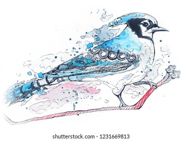 Watercolor Painting Of A Blue Jay.