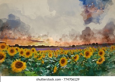 Watercolor painting of Blue sky landscape of Summer sunset sunflower field
