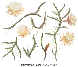Watercolor painting botanical set