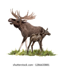 Watercolor Painting A Brown Moose Isolated On White 