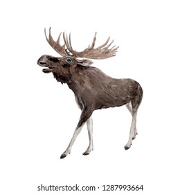 Watercolor Painting A Brown Moose Isolated On White 