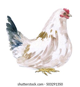 Watercolor painting chicken Animal Annual 2560/2017 on a white background.