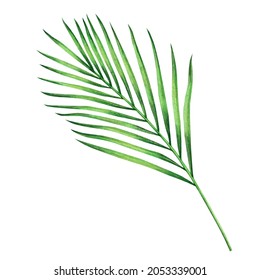 Watercolor Painting Coconut,palm Leaf,green Leave Isolated On White Background.Watercolor Hand Painted Illustration Tropical Exotic Leaf For Wallpaper Vintage Hawaii Style Pattern.With Clipping Path
